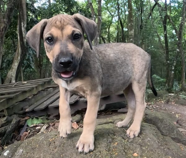 KARMA, Chiot femelle Berger Créole