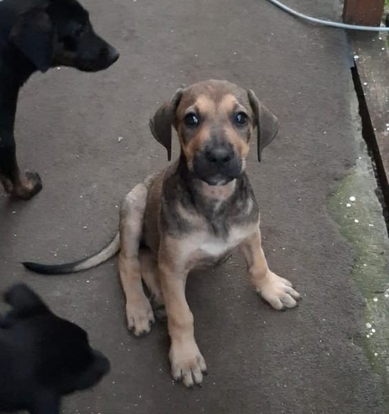 KARMA, Chiot femelle Berger Créole