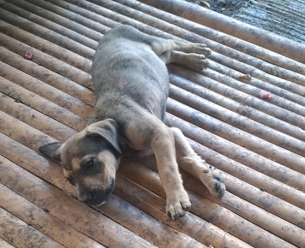 KARMA, Chiot femelle Berger Créole