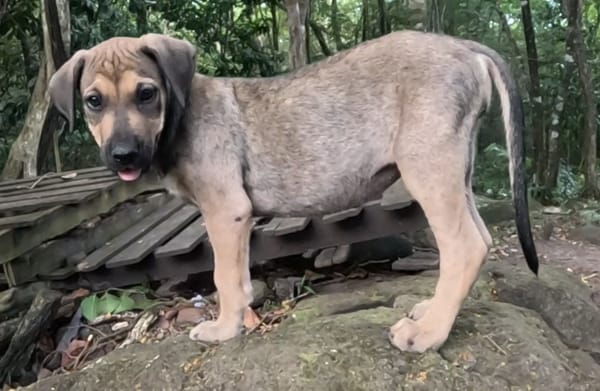 KARMA, Chiot femelle Berger Créole