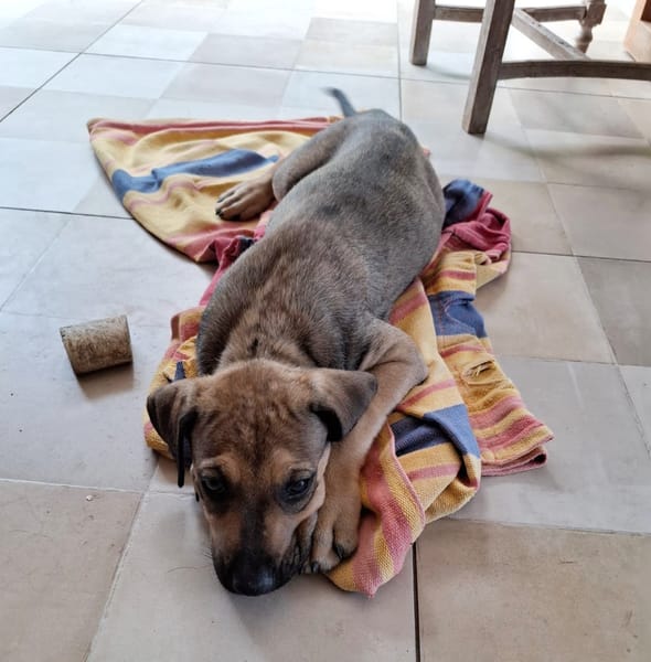 KARMA, Chiot femelle Berger Créole