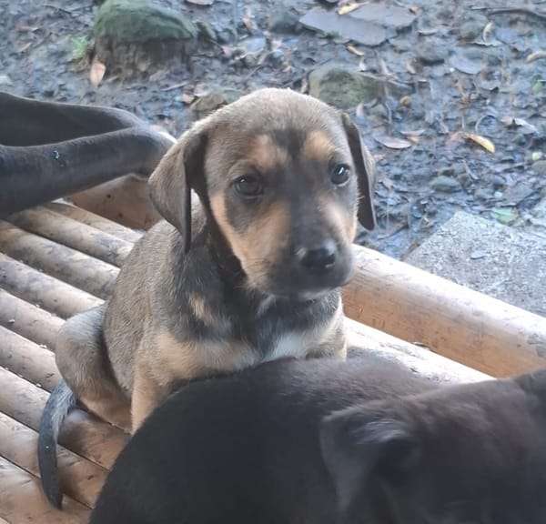 KARMA, Chiot femelle Berger Créole