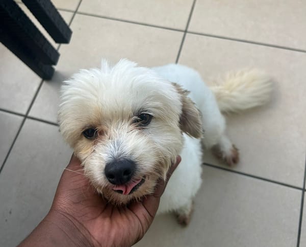 HONEY, Femelle Croisée Spitz Bichon