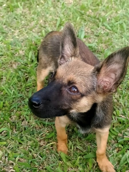 MALOYA, Chiot femelle Berger créole