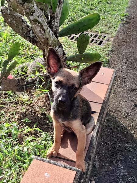 MALOYA, Chiot femelle Berger créole