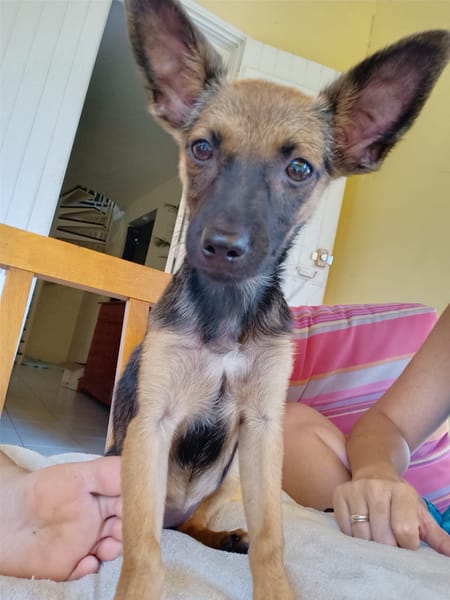 MALOYA, Chiot femelle Berger créole