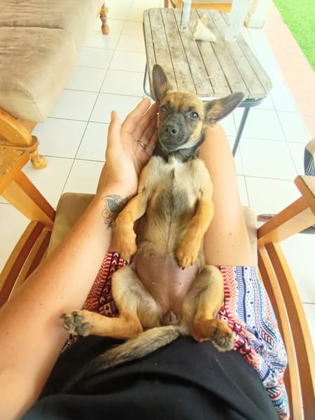 MALOYA, Chiot femelle Berger créole