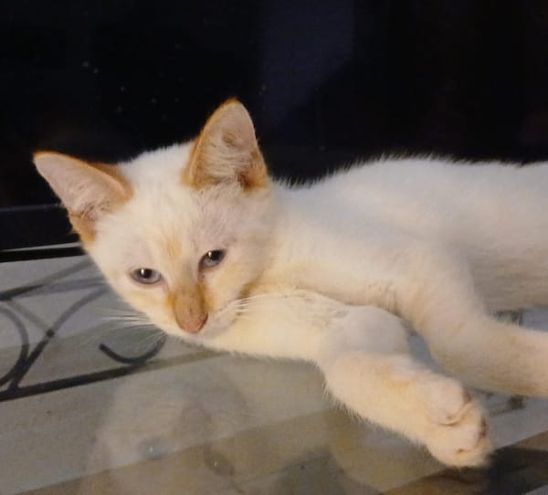 BLANCHE, chaton femelle européen