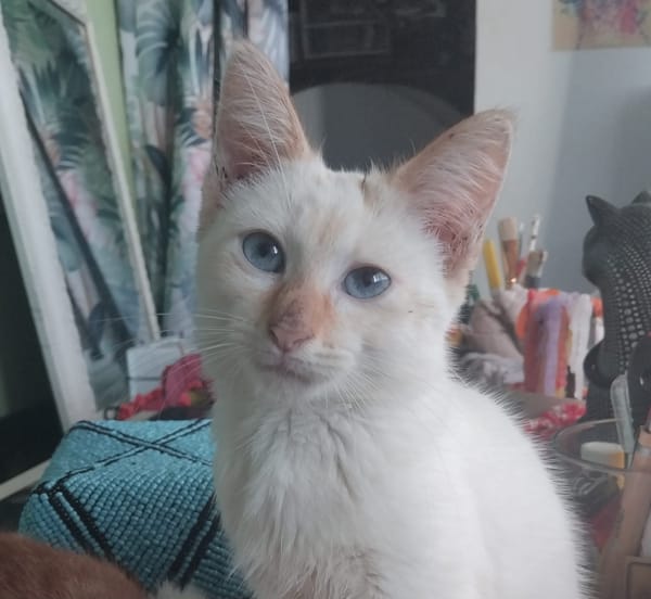 BLANCHE, chaton femelle européen