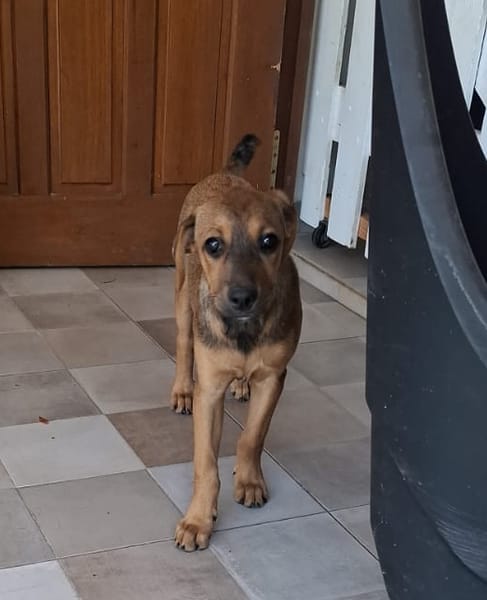 VERA, chiot femelle Berger Créole