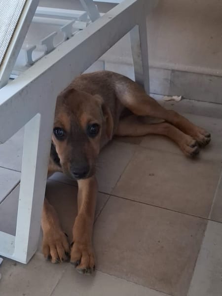 VERA, chiot femelle Berger Créole