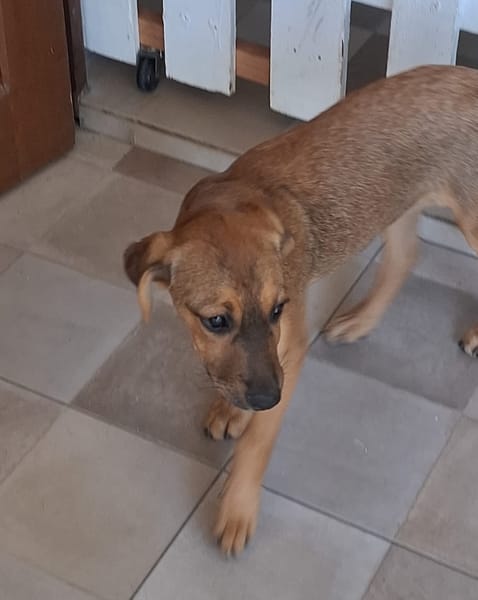 VERA, chiot femelle Berger Créole