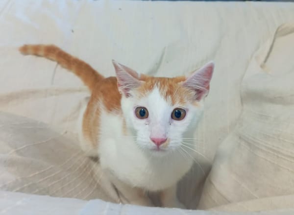 WAKOU, chaton européen