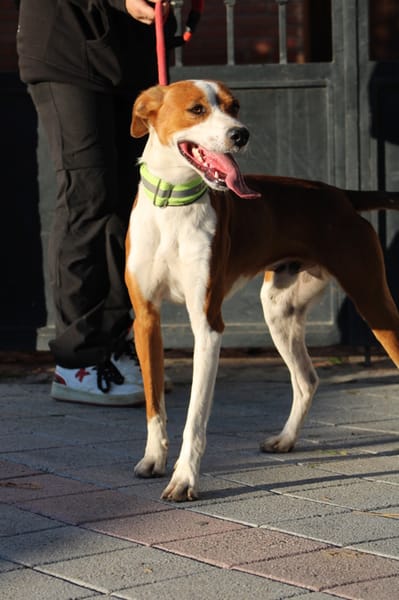 OREO, jeune chien adorable