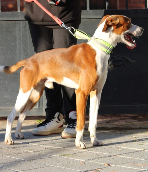 OREO, jeune chien adorable