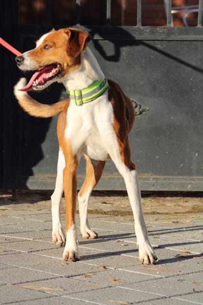 OREO, jeune chien adorable