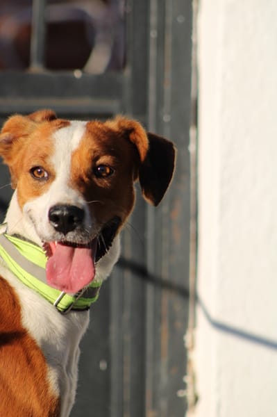 OREO, jeune chien adorable