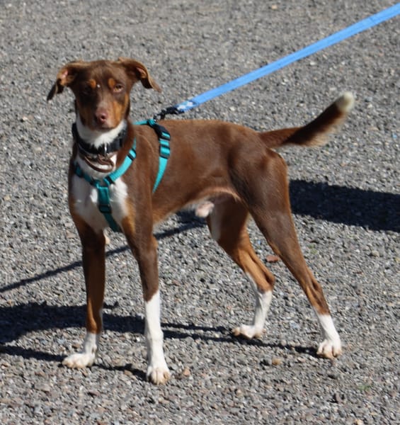 HARVEY  jeune chien gentil et affectueux