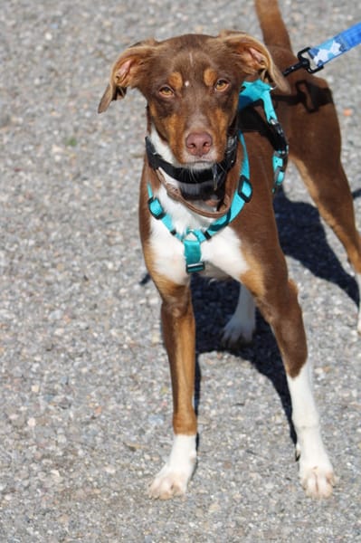 HARVEY  jeune chien gentil et affectueux