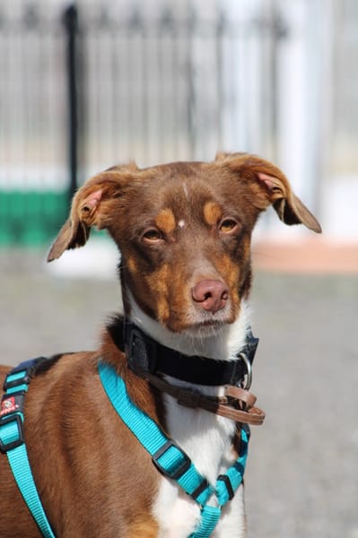 HARVEY  jeune chien gentil et affectueux