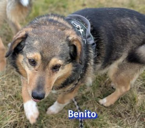 Vermittlungshilfe Benito; Dossenheim