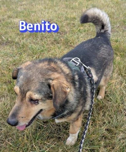 Vermittlungshilfe Benito; Dossenheim