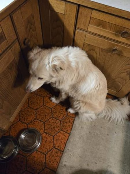 Bildhübsche Effi sucht ihre neue Familie