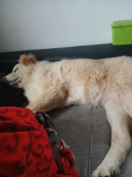 Bildhübsche Effi sucht ihre neue Familie