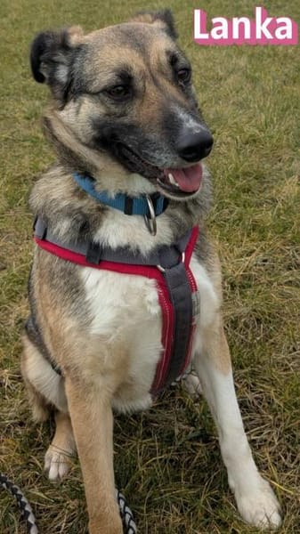 Vermittlungshilfe Lanka; Dossenheim