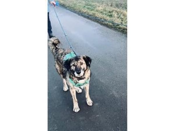 Loumes - wartet in 97714 Oerlenbach