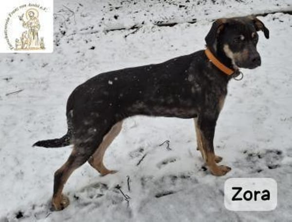 Zora  Vielleicht ist sie genau die, ...