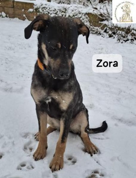 Zora  Vielleicht ist sie genau die, ...