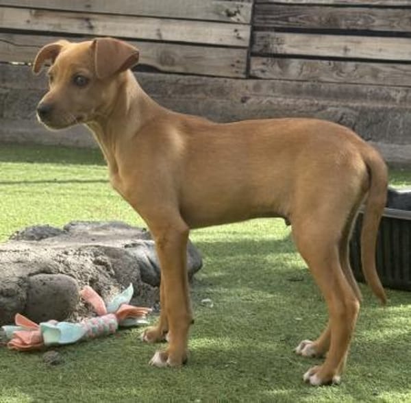 FLIP 💝 wunderbarer Welpenjunge!