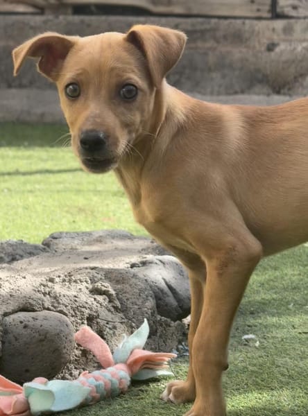 FLIP 💝 wunderbarer Welpenjunge!