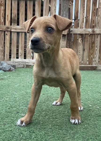 FLIP 💝 wunderbarer Welpenjunge!