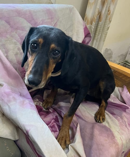 Neria, geb. 11/2020, 95168 Marktleuten