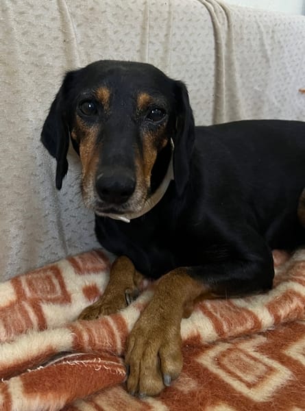 Neria, geb. 11/2020, 95168 Marktleuten