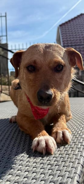 Reena sucht ein Zuhause