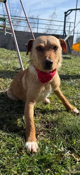 Reena sucht ein Zuhause