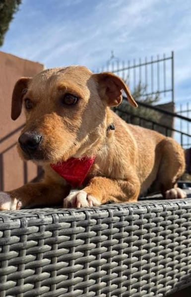 Reena sucht ein Zuhause