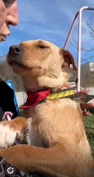 Reena sucht ein Zuhause