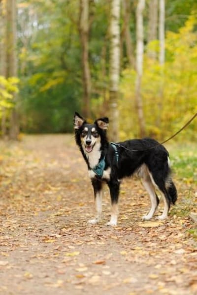 Vermittlungshilfe Bublik; Waldershof