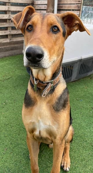 DANTE 🌟 Riesenbaby sucht Zuhause!