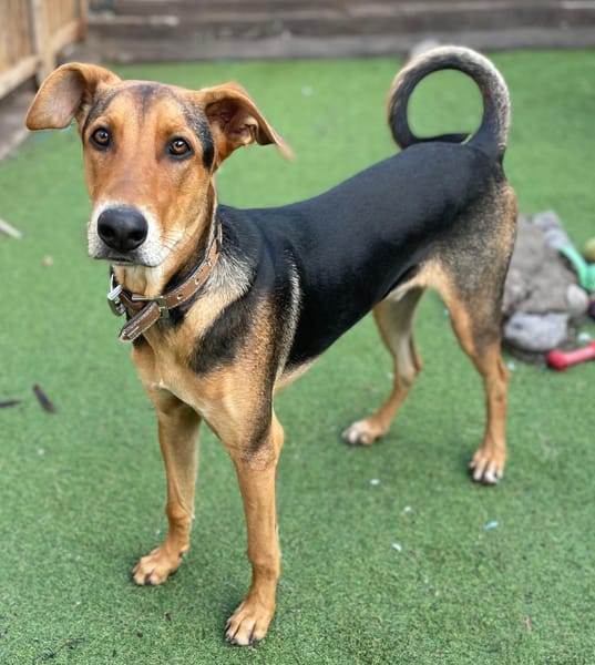 DANTE 🌟 Riesenbaby sucht Zuhause!