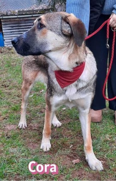 Cora - aktiv und freundlich