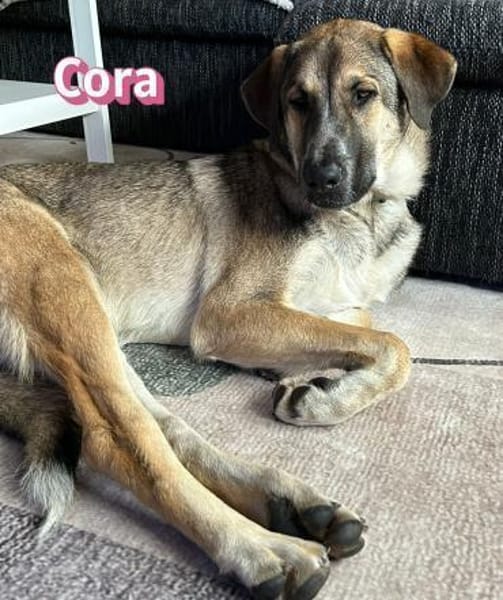 Cora - aktiv und freundlich