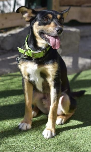 CUCHI 💖 wunderbares Hündchen!