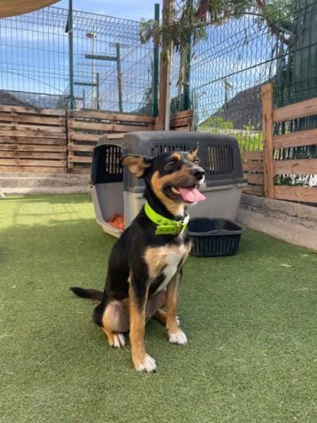 CUCHI 💖 wunderbares Hündchen!