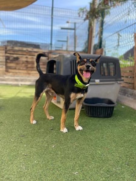 CUCHI 💖 wunderbares Hündchen!