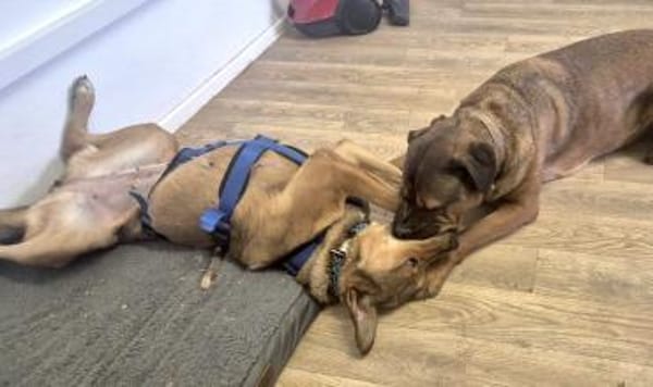 ADELE-WARTET AUF IHR GLÜCK